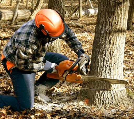 Tree Removal in West York, IL
